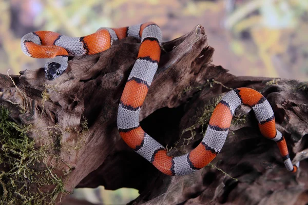 Immagine di un falso serpente di corallo — Foto Stock