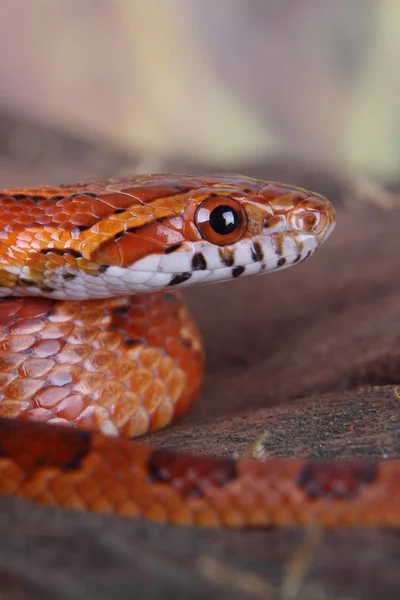 Serpente di mais — Foto Stock