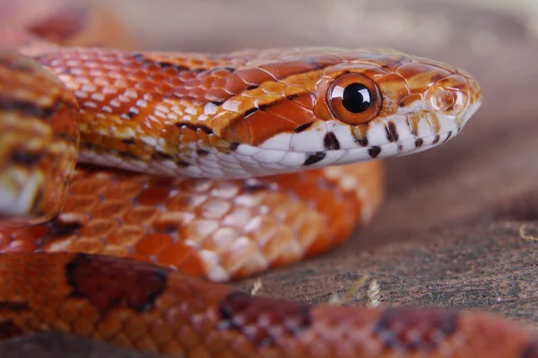 Cobra de milho — Fotografia de Stock