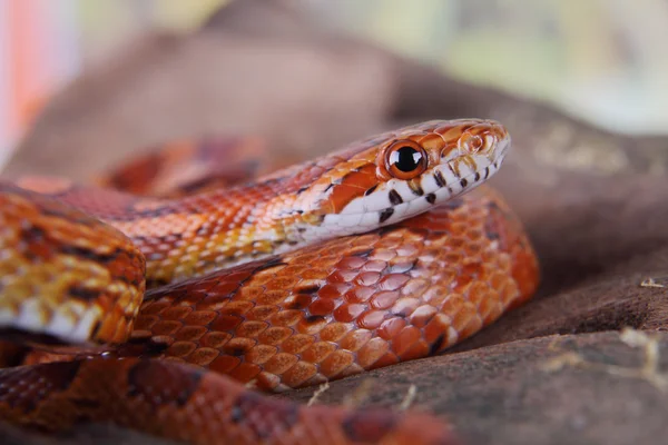 Serpiente de maíz — Foto de Stock