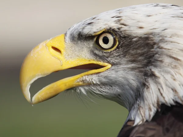 Aquila calva — Foto Stock