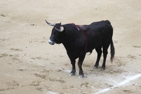 Spanischer Bulle — Stockfoto