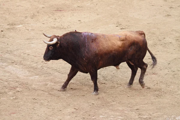 スペインの雄牛 — ストック写真