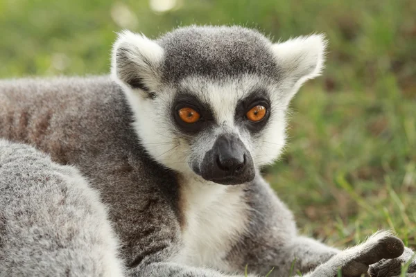 Lemur — Stockfoto