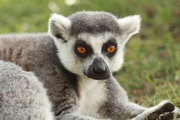 Lemur Royalty Free Stock Photos
