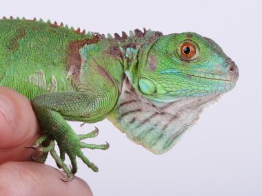 Yeşil iguana