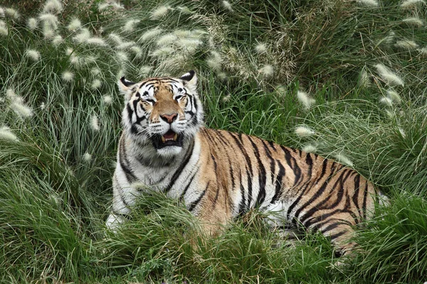 Tijger rusten — Stockfoto