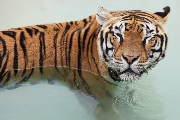 Kép egy gyönyörű tigris a vízben — Stock Fotó