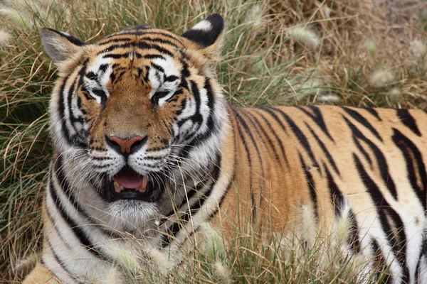 Tijger rusten — Stockfoto