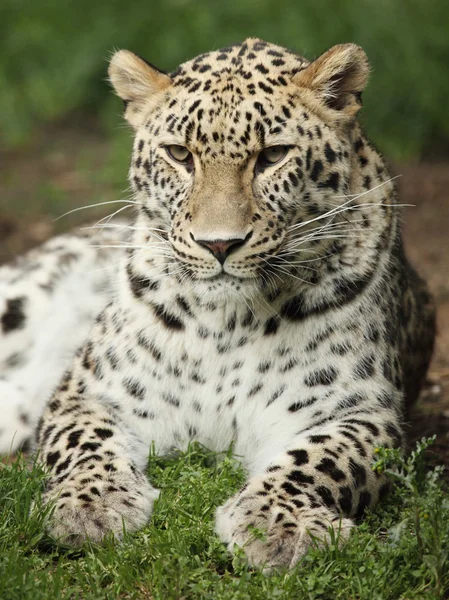 Leopard — Stockfoto