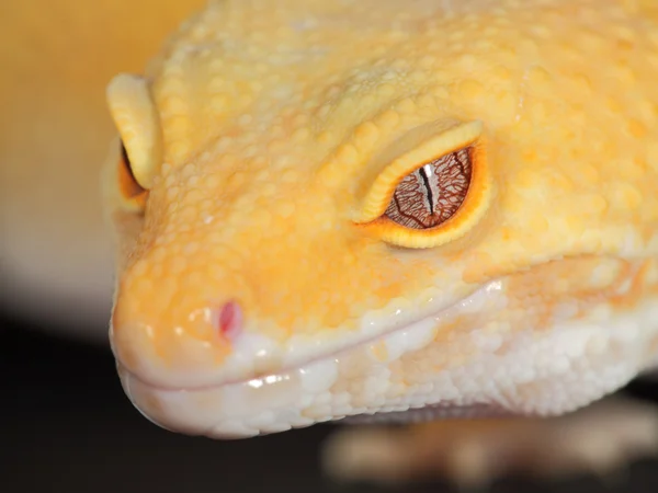 Leopard gecko — Stockfoto