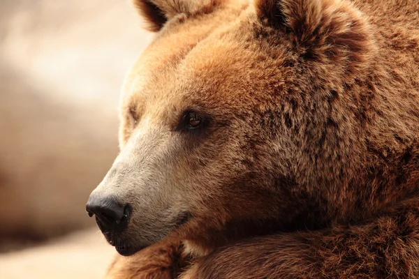 Wild brown bear — Stock Photo, Image