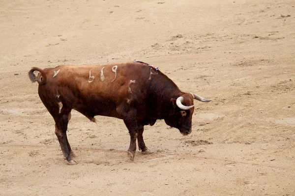 Испанский бык — стоковое фото