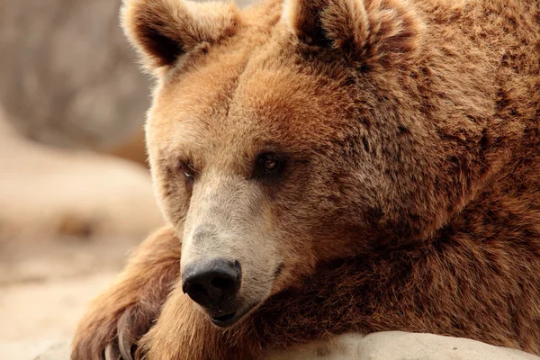 Wild brown bear — Stock Photo, Image