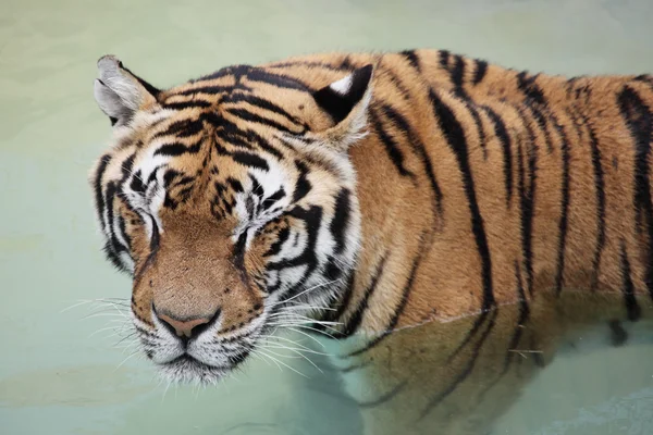 Image d'un beau tigre dans l'eau — Photo