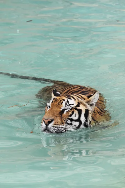 Picture of a beautiful tiger in the water — Stock Photo, Image