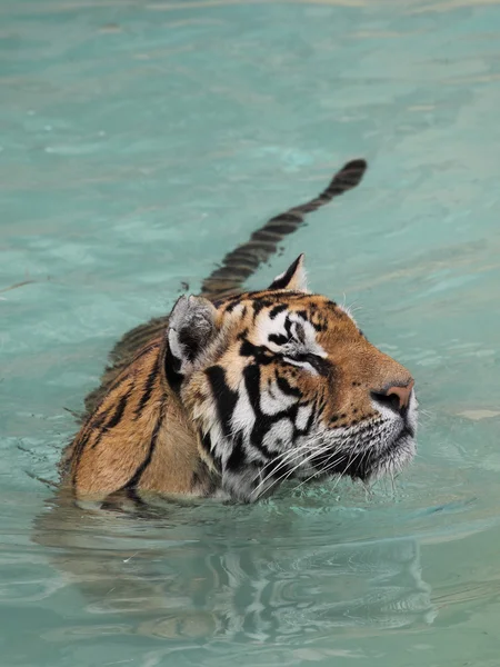 Picture of a beautiful tiger in the water — Stock Photo, Image