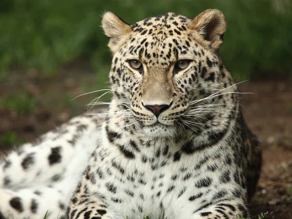 Leopardo — Foto de Stock