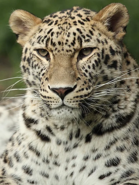 Leopard — Stockfoto