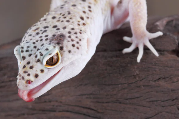 Gecko de leopardo — Fotografia de Stock