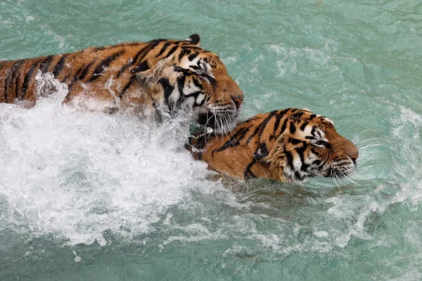 Tigres luchando —  Fotos de Stock