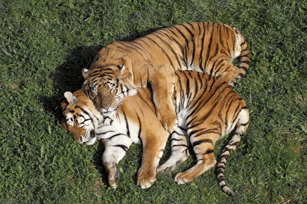 Tigre descansando — Fotografia de Stock