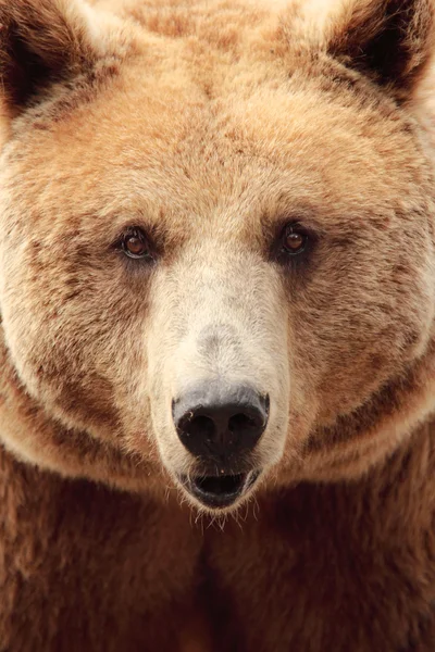 The face of a bear — Stock Photo, Image