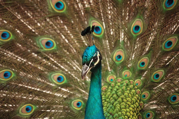 Pfau — Stockfoto