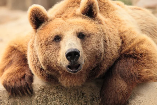 The face of a bear — Stock Photo, Image