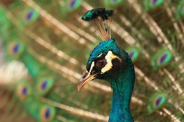 Pfau — Stockfoto