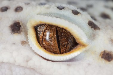 Gecko göz