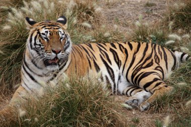 dinlenme tiger