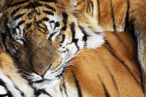 Tigre descansando — Fotografia de Stock