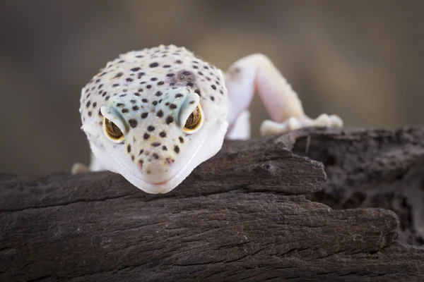 Gecko de leopardo — Fotografia de Stock