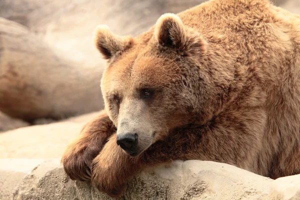 Wild brown bear — Stock Photo, Image