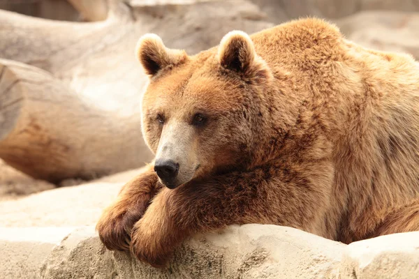 Wild brown bear — Stock Photo, Image