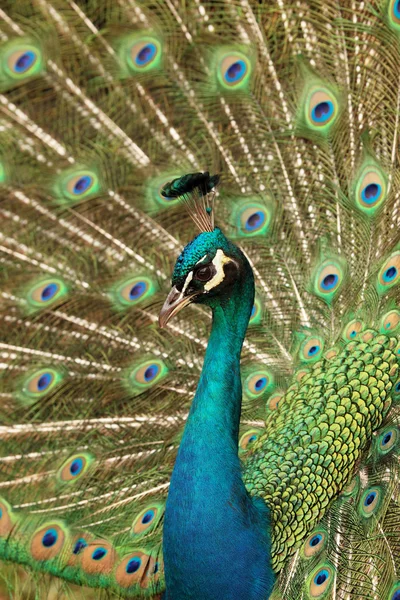 Pfau — Stockfoto