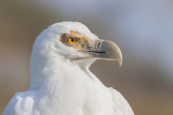 Buitre blanco — Foto de Stock