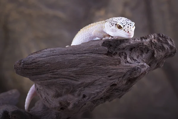 Leopard Gecko — Stock Photo, Image