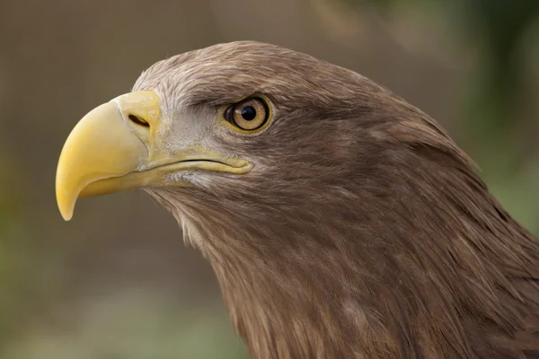 European eagle — Stock Photo, Image