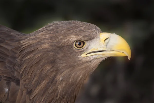 European eagle — Stock Photo, Image