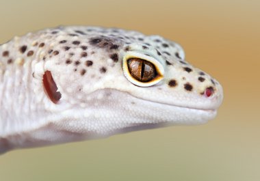 eublepharis macularius