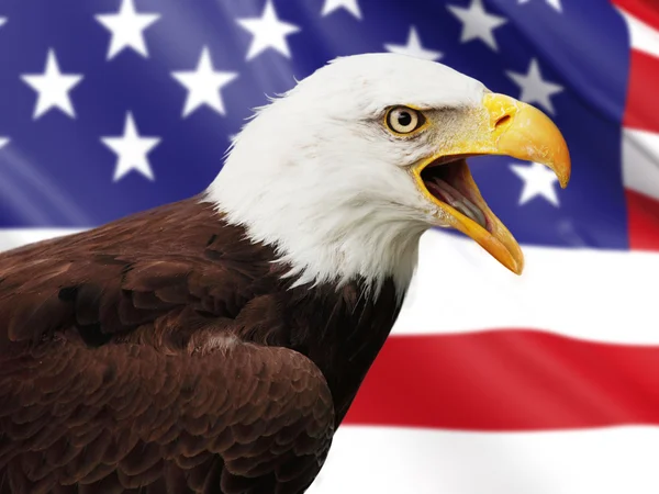 A beautiful bald eagle with a background of a usa flag — Stock Photo, Image