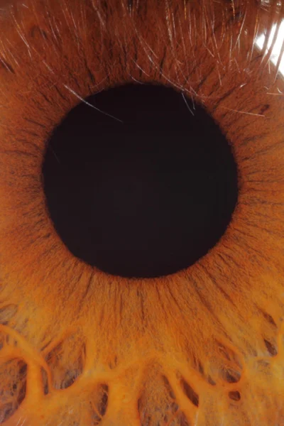 Human eye — Stock Photo, Image