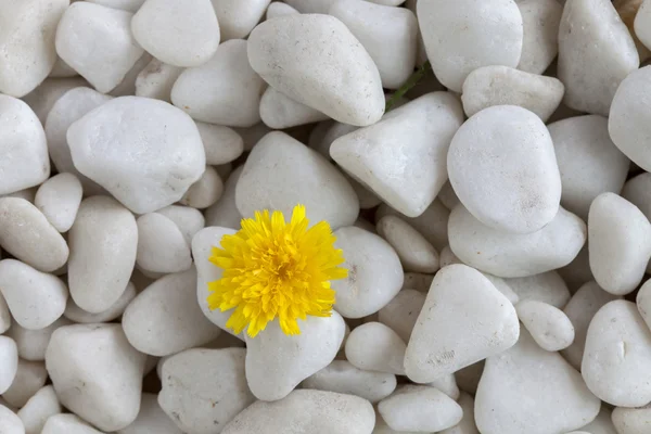Kwiat i kamienie — Zdjęcie stockowe