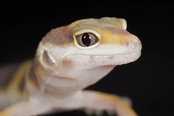 Leopard gecko — Stockfoto