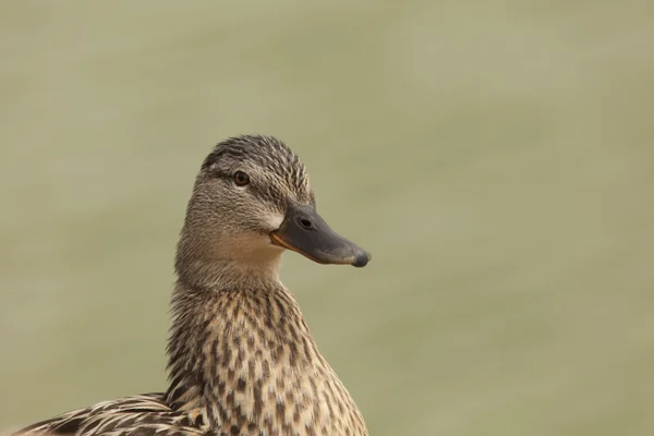 Pato castanho — Fotografia de Stock