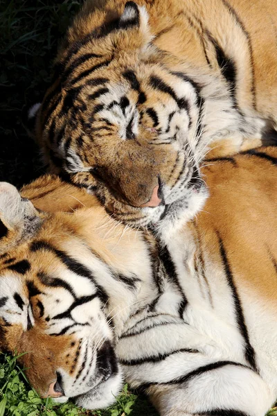 Tigre descansando — Fotografia de Stock