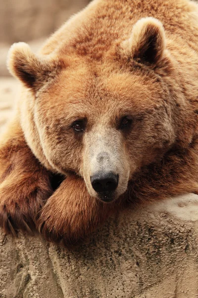 The face of a bear — Stock Photo, Image