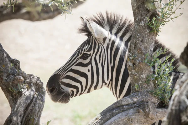 Zebra — Stock fotografie